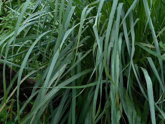 友善耕作與有機有何不同？了解其定義、驗證差別 - 嘉嶼 CATTEA®