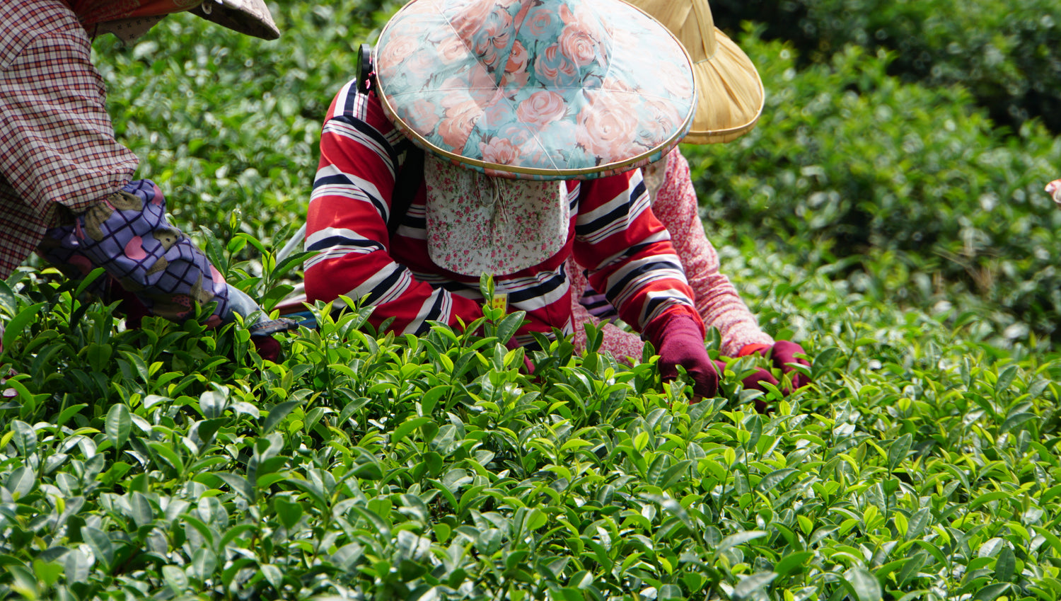 阿里山茶葉