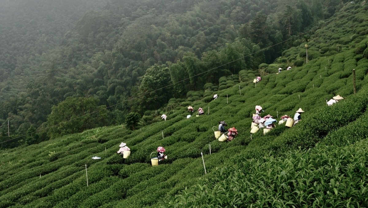 阿里山高山金萱茶 Alishan Jinxuan Tea｜精品立體茶包 - 嘉嶼 CATTEA®｜阿里山茶